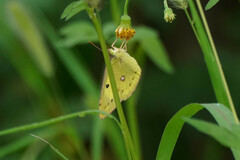 Colias poliographus