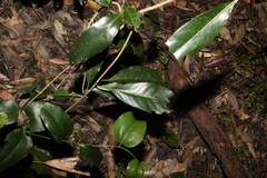 Coelospermum paniculatum
