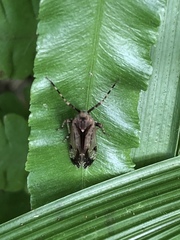 Hemiptera