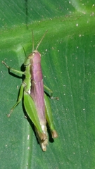 Pseudoxya diminuta