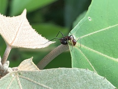 Camponotus nicobarensis