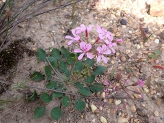 Pelargonium chelidonium