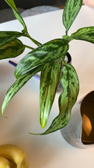 Aglaonema