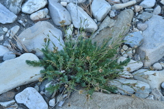 Linum appressum appressum