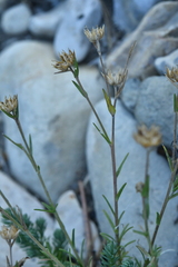 Linum appressum appressum