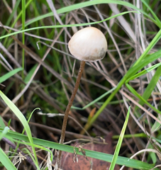 Panaeolus papilionaceus