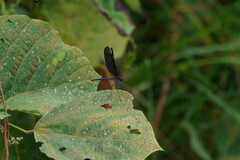 Atrocalopteryx atrata