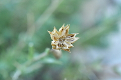 Linum appressum appressum