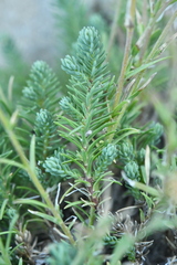 Linum appressum appressum