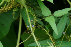 Glycine max soja