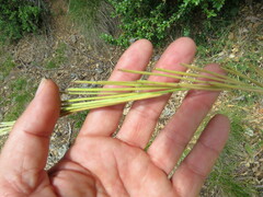 Turritis glabra