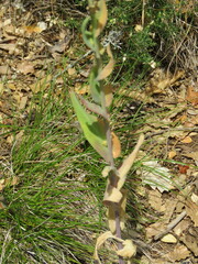 Turritis glabra