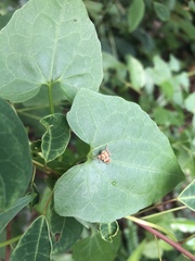 Hemiptera