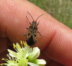 Spilostethus saxatilis
