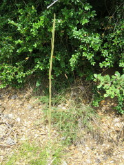 Turritis glabra