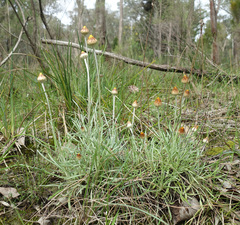 Leucochrysum albicans albicans