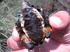 Melanochelys trijuga