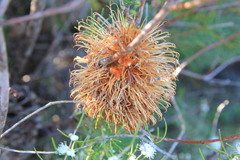 Banksia telmatiaea