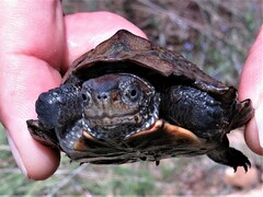 Melanochelys trijuga