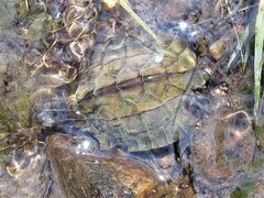 Melanochelys trijuga