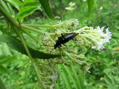 Pedostrangalia pubescens