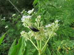 Pedostrangalia pubescens