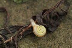 Bradybaena pellucida