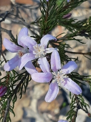 Philotheca reichenbachii