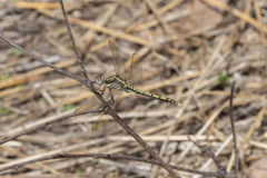 Orthetrum caledonicum