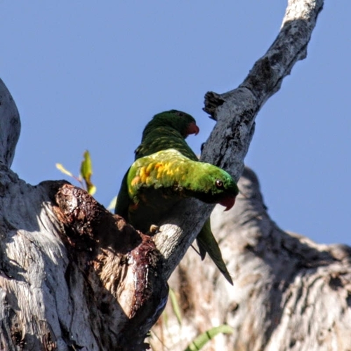 Trichoglossus chlorolepidotus