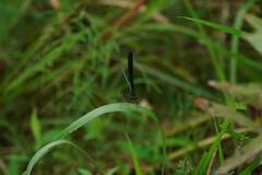 Atrocalopteryx atrata