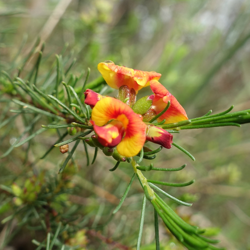 Dillwynia cinerascens, photograph 6