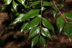 Syzygium luehmannii