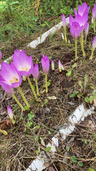Colchicum