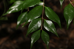 Syzygium luehmannii
