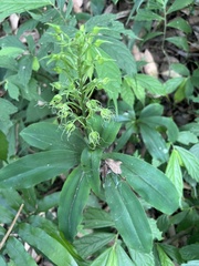 Habenaria pantlingiana