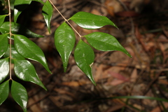 Syzygium luehmannii