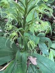 Habenaria pantlingiana