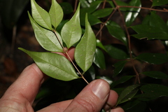 Syzygium luehmannii