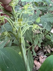 Habenaria pantlingiana