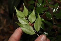 Syzygium luehmannii