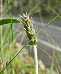 Plantago varia