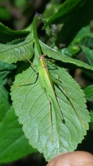 Tettigoniidea