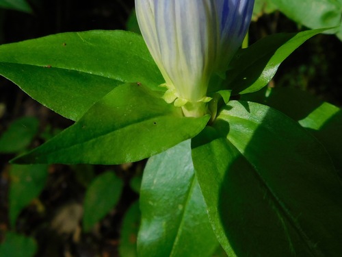 Image of Gentiana latidens by (c) Michael J. Papay, some rights reserved (CC BY)