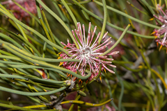 Isopogon