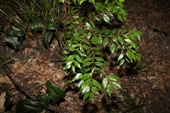 Syzygium luehmannii