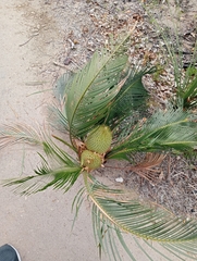 Macrozamia riedlei