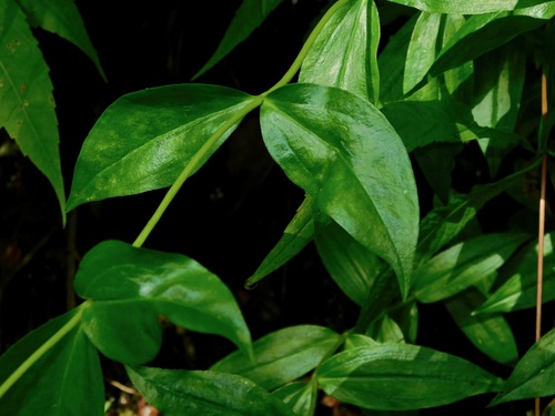 Image of Gentiana latidens by (c) Michael J. Papay, some rights reserved (CC BY)