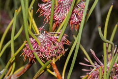 Isopogon