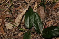 Parsonsia straminea